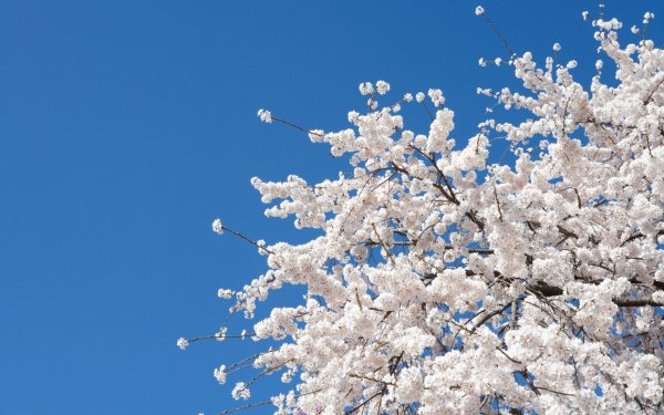 Весеннее небо и солнце