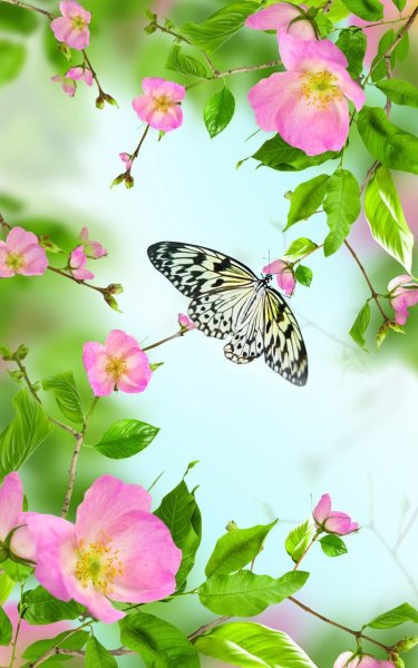 Яркие летние цветы