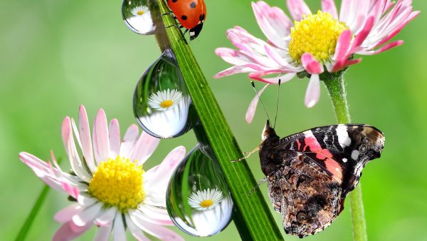 Лето цветы вертикальные