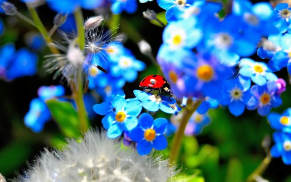 Цветы на воде