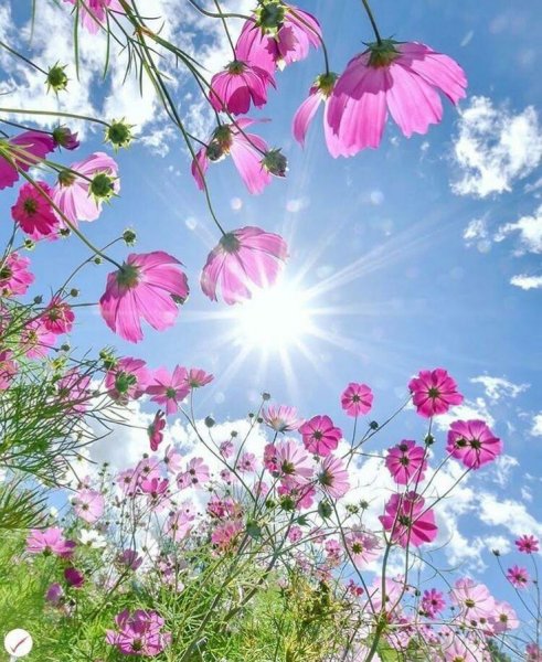 Картинки на рабочий стол бабочки