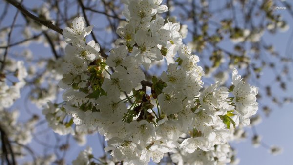 Поздняя Весна