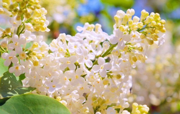 Весна сирень и черемуха