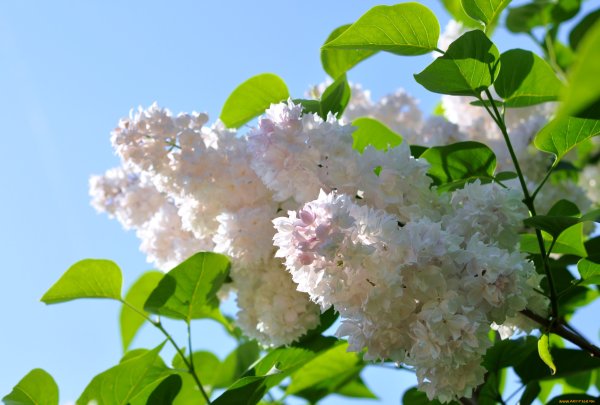 Птицы весной