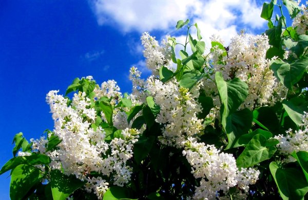 Фон с цветущей яблонью