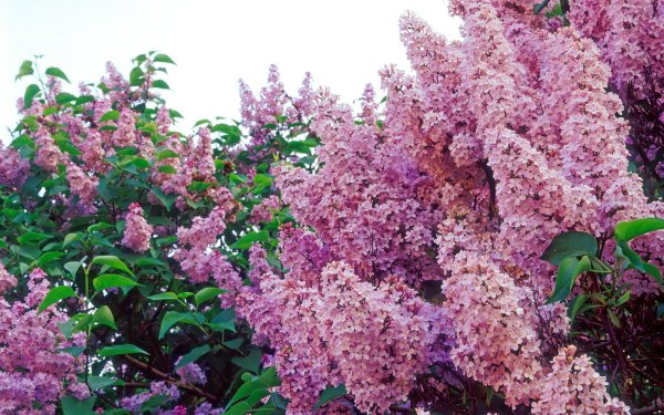 Цветущие яблони и вишни