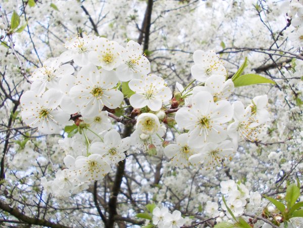 Цветы Сакуры