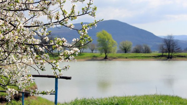 Черемуха Padus pensylvanica
