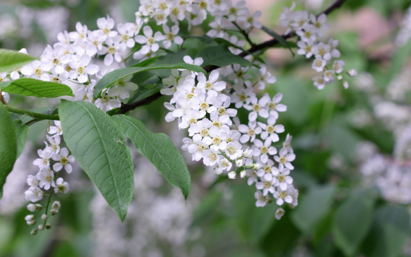 Лес Полянка горбик ямка