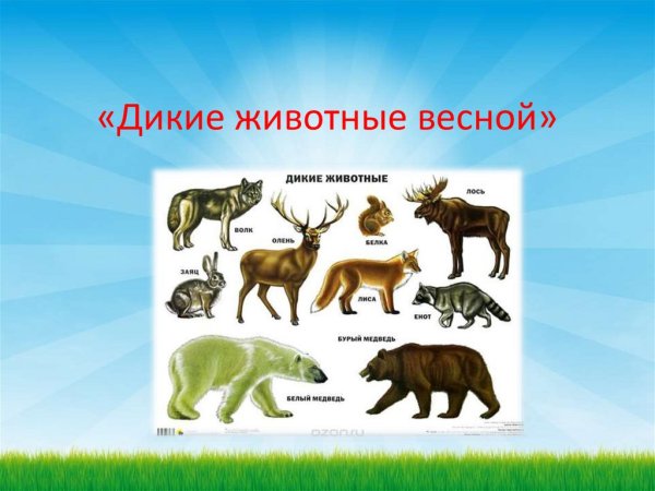 Презентация про диких животных