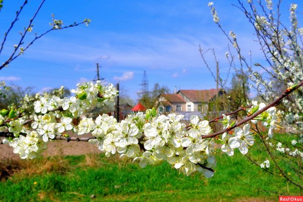 Гортензия крупнолистная изгородь