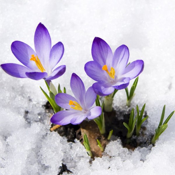 Февральское утро скоро Весна