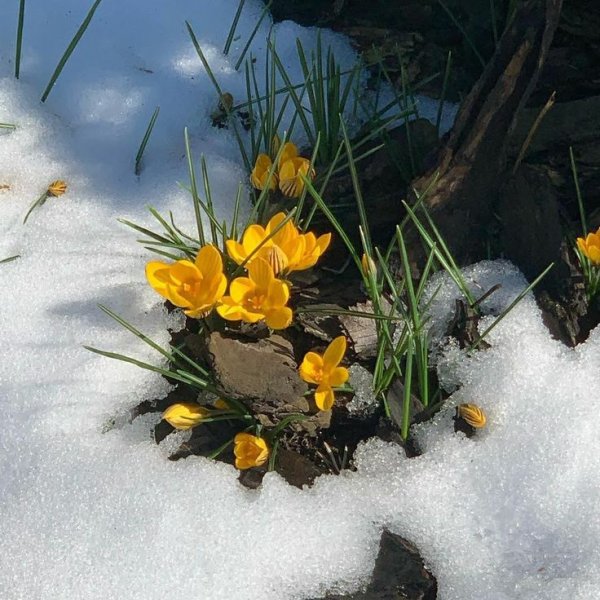 Февраль скоро Весна