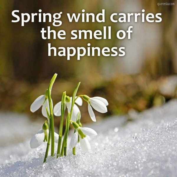 Мартовский кот в сугробе