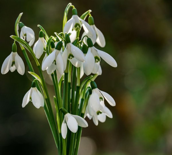 С первым днём весны открытки красивые