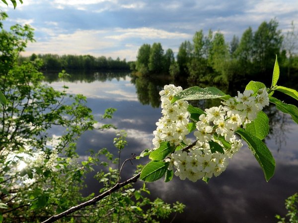 Вишня Акация цветение
