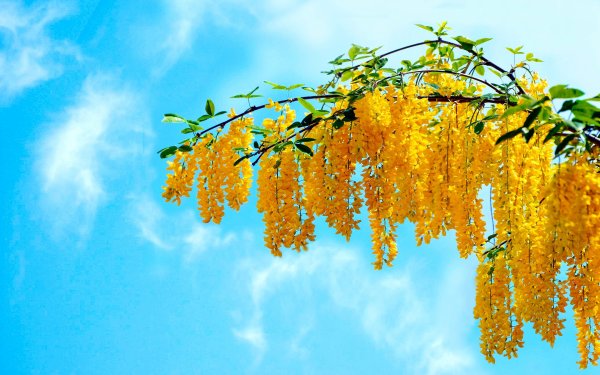 Ветка Цветущая