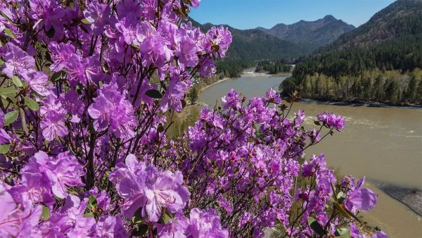 Маральник-это багульник (рододендрон)?
