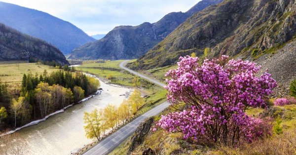 Маральник Чуйский тракт