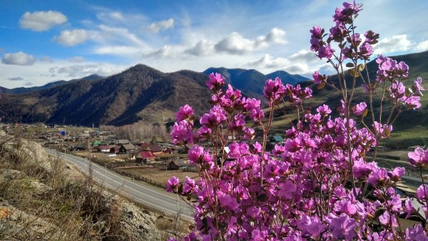 Горный Алтай цветение маральника горный Алтай