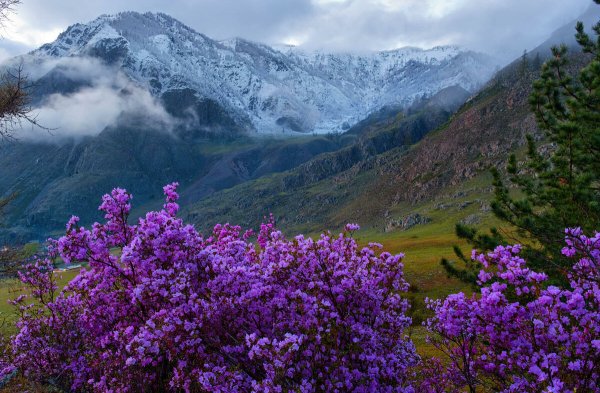 Белуха Алтай маральник