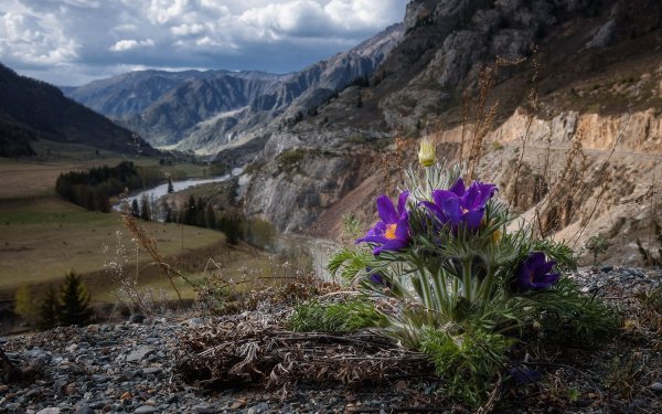 Цветы Эдельвейс Саяны
