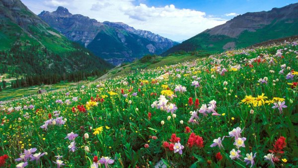 Багульник на сопках Дальний Восток