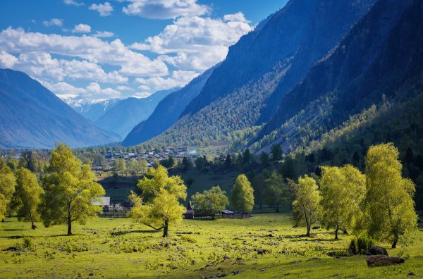 Горный Алтай горы с багульником