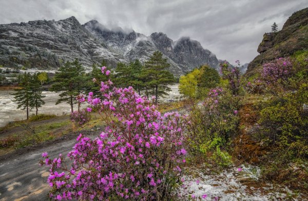 Маральник Алтай Белокуриха