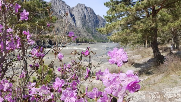 Долина реки Катунь