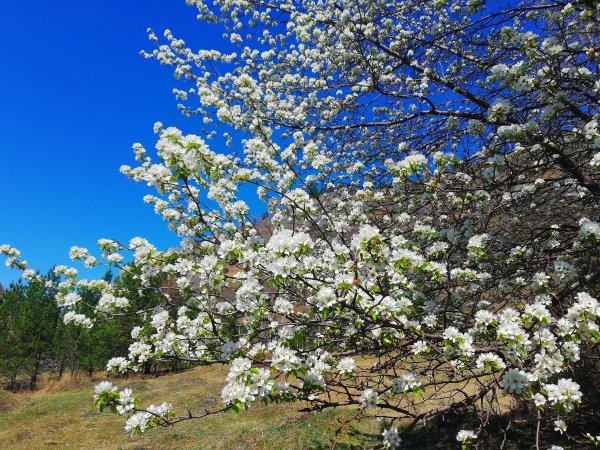 Гималайские Альпийские Луга
