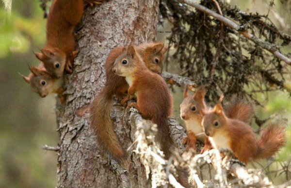 Обыкновенная белка с бельчатами