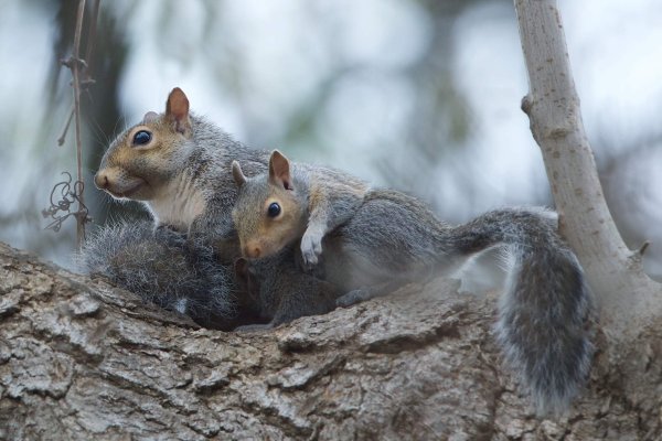 Белка с бельчатами весной