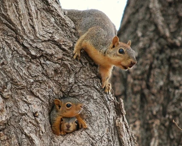 Обыкновенная белка с бельчатами