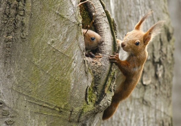 Белка с бельчатами в дупле