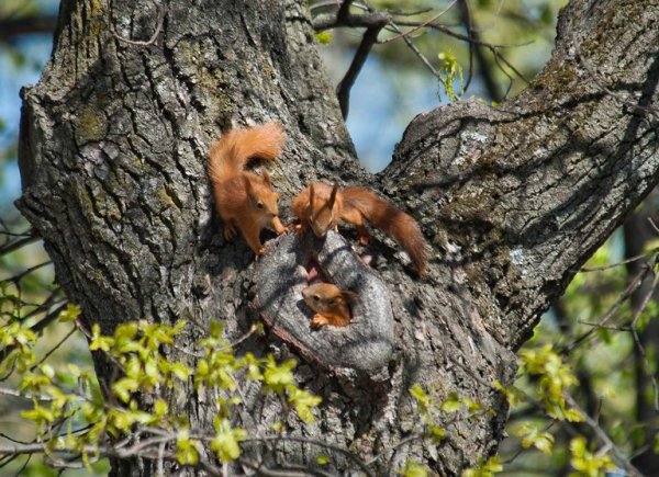 Дупло белки с бельчатами