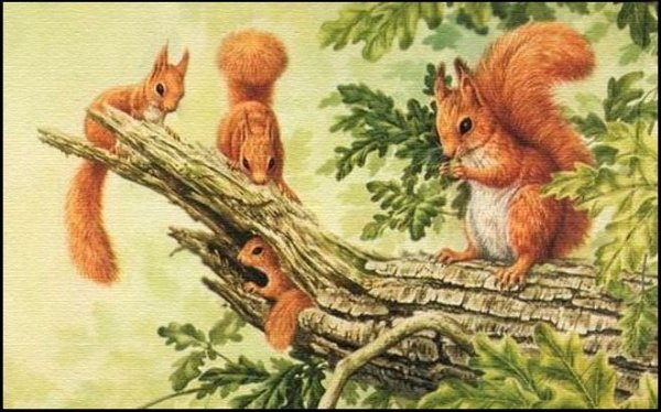 Белка и бельчата Чарушин иллюстрации