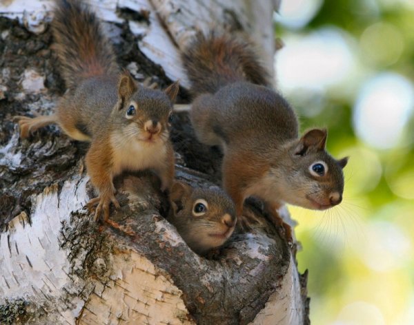 Лесные животные белка с бельчатами