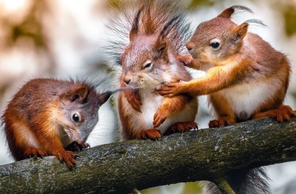 Белка Бельчонок бельчата