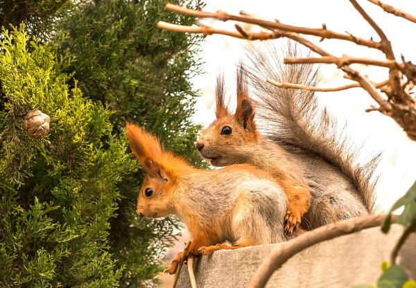Белочка с бельчатами