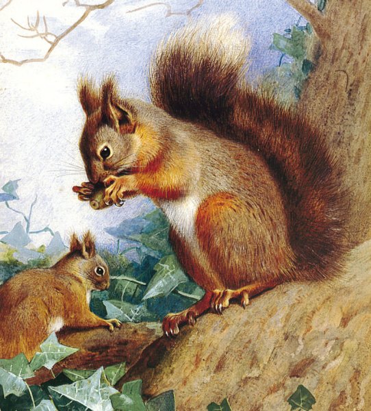 Белка весной