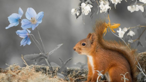 Маленькие бельчата