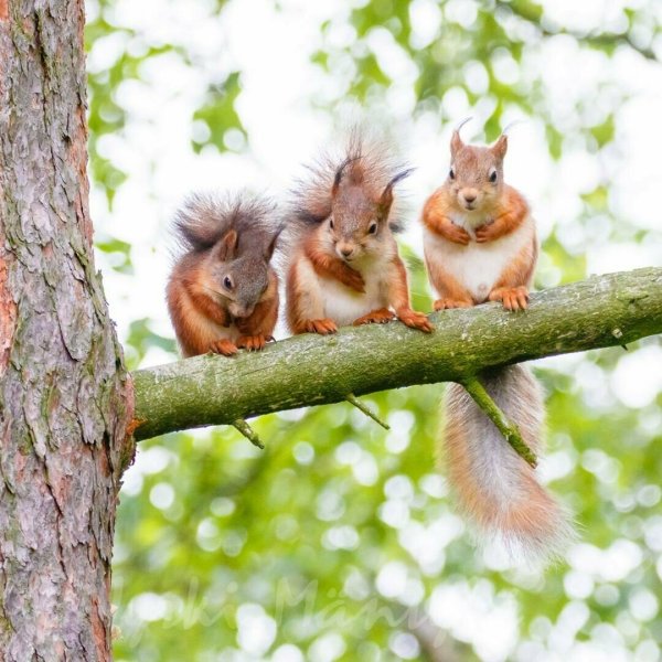 Белка с бельчатами весной