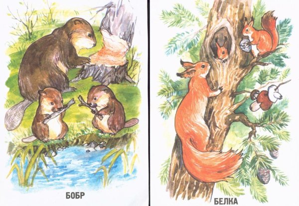 Семья белок