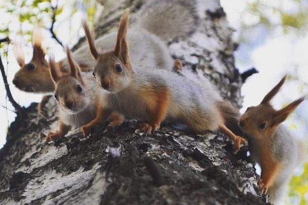 Дикие животные Южного Урала