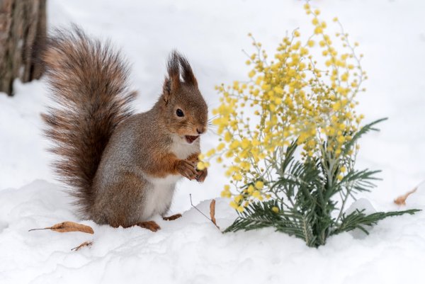 Белка зимой и весной