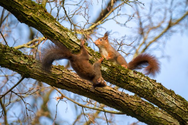 Беличья Нора гнездо