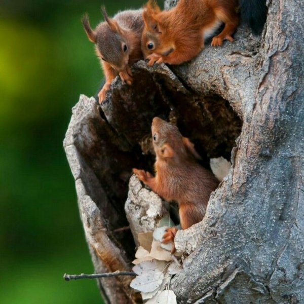 Белка с бельчатами