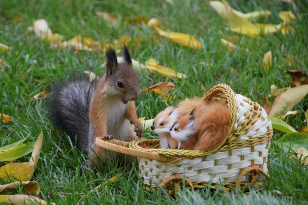 Обыкновенная белка с бельчатами