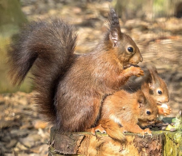 Животные весной
